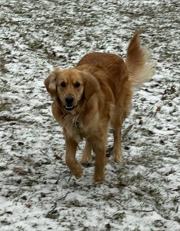 Daisy