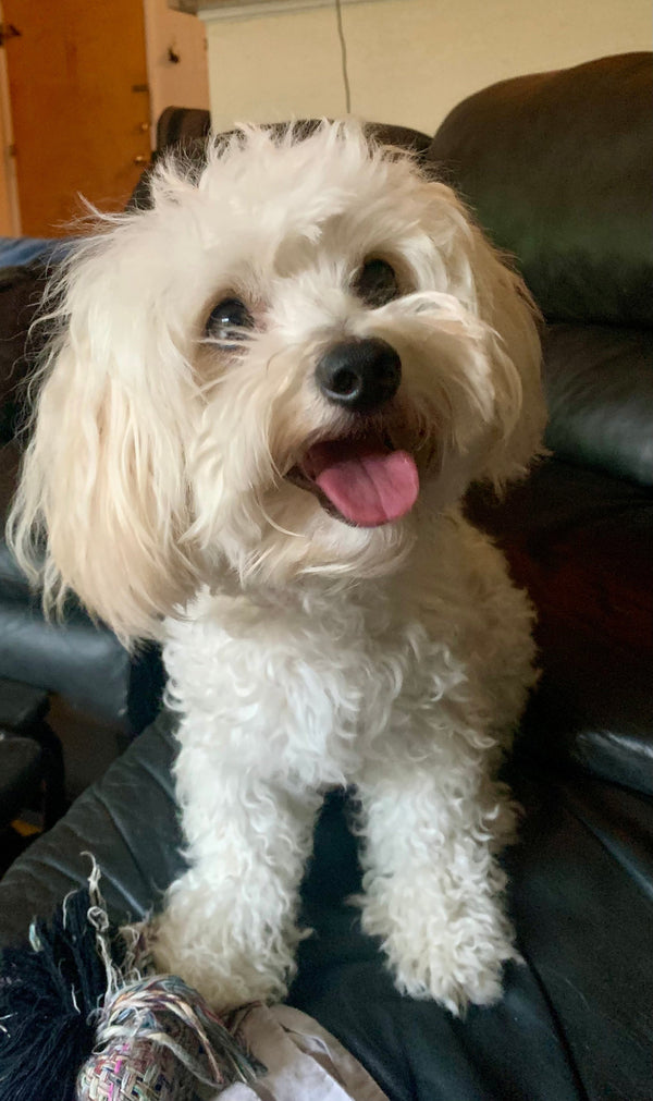 Toby