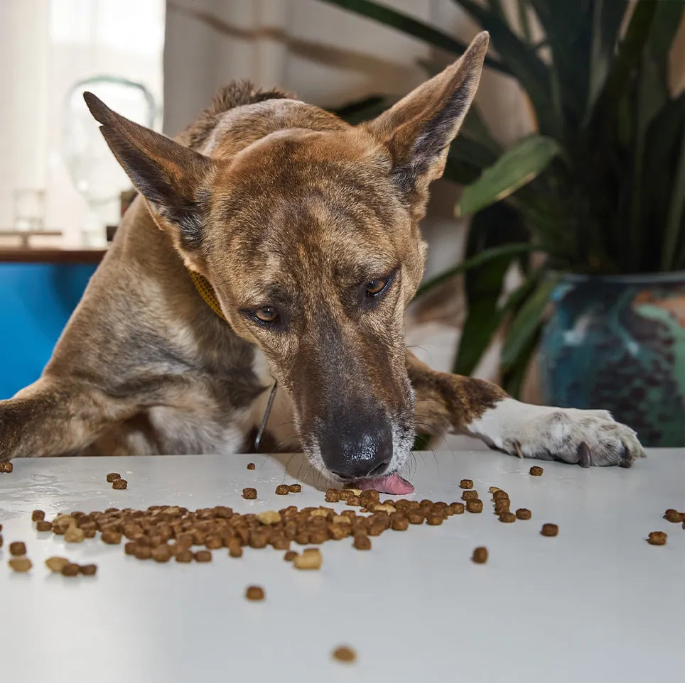Dog eating
