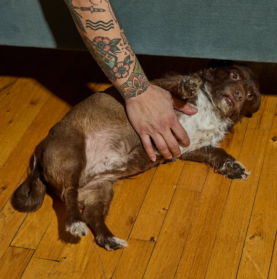 Perfect dogs aren't real.